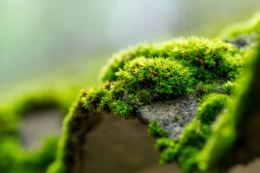 Orman içinde ağaç üzerinde yosun closeup