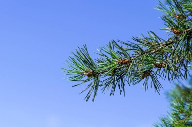 Ladin mavi gökyüzü karşı Şubesi