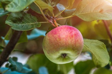 Taze olgun elma dalda asılı.