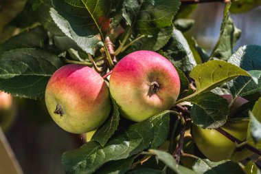 Bahçe dallarında görünümü taze, sulu elma kapat. Bahçe, hasat. Sağlıklı gıda. Vitaminler.