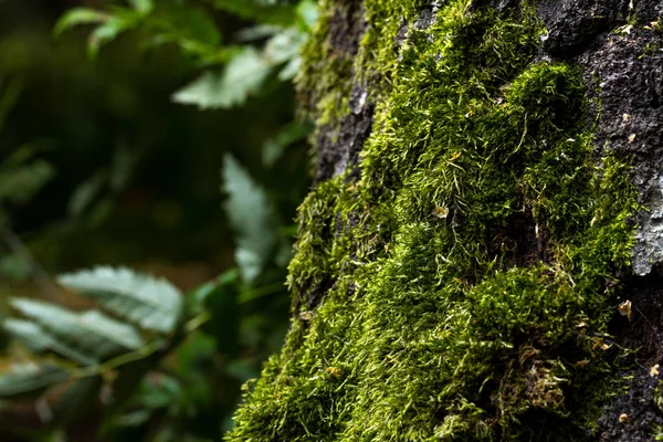 Orman Içinde Ağaç Üzerinde Yosun Closeup — Stok fotoğraf