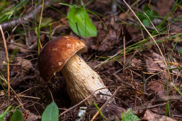 森林蘑菇藏在草丛中的秋季森林 蘑菇采摘 — 图库照片