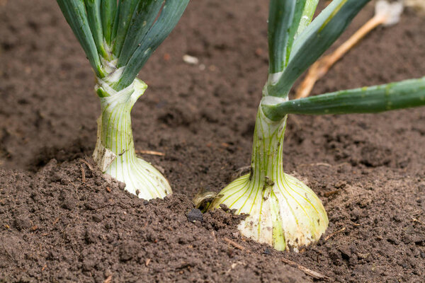 Closeup of white onions in ground in garden.