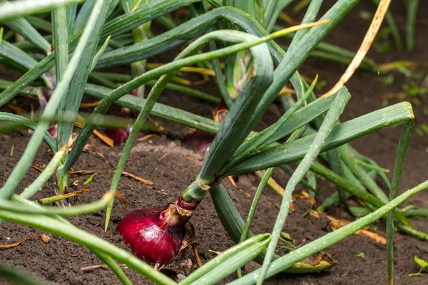 Oignons Rouges Dans Sol Dans Jardin — Photo