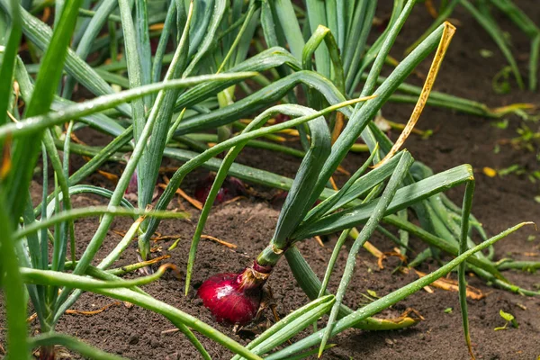 Red onions in ground in garden.