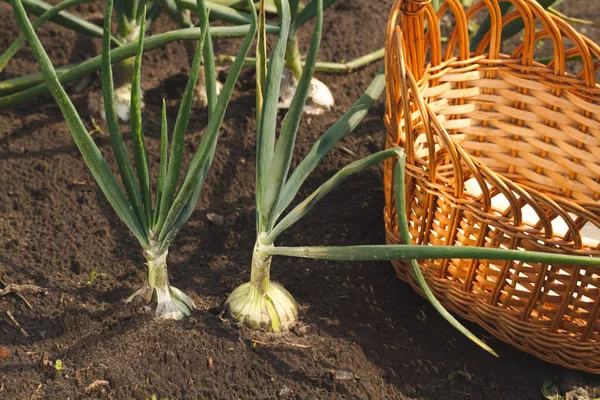 Onions Ground Ready Harvesting — Stock Photo, Image