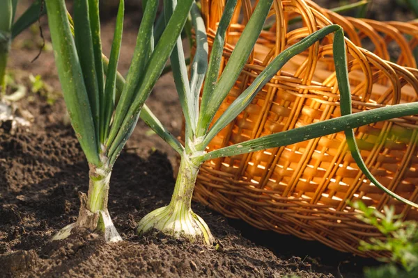Onions Ground Ready Harvesting — Stock Photo, Image