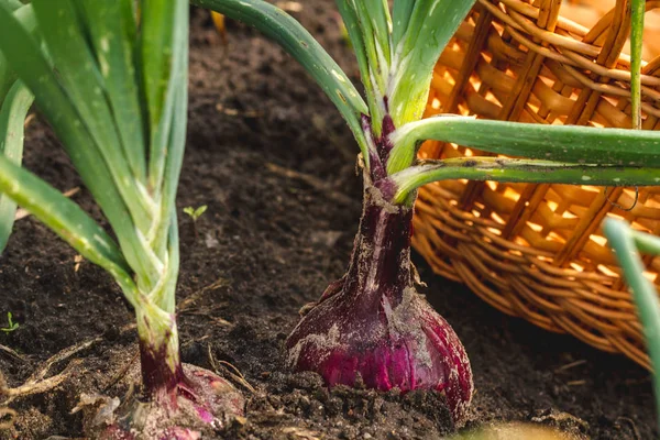 Onions Ground Ready Harvesting — Stock Photo, Image