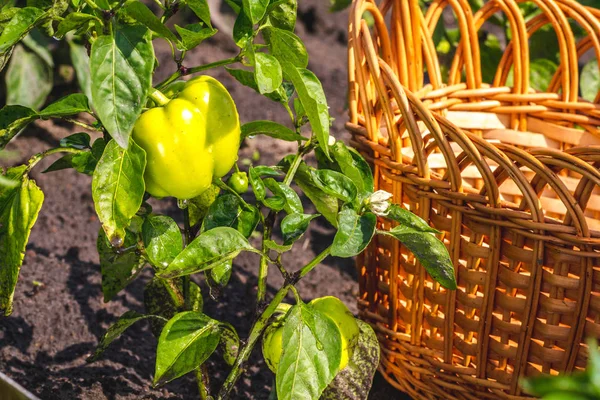 Grüner Pfeffer Und Weidenkorb Garten — Stockfoto