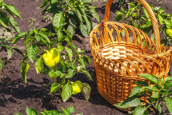 Grüner Pfeffer Und Weidenkorb Garten — Stockfoto