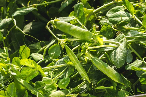 Leuchtend Grüner Hintergrund Von Zweigen Reifer Grüner Erbsen — Stockfoto