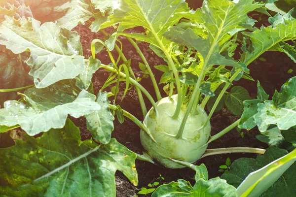 Cabbage Kohlrabi Picking Cabbage Healthy Diet Vitamins — Stock Photo, Image