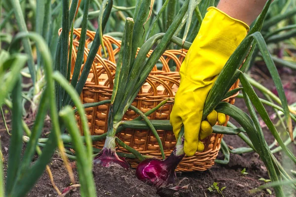 Woman Yellow Glove Harvesting Red Onions — Stock Photo, Image