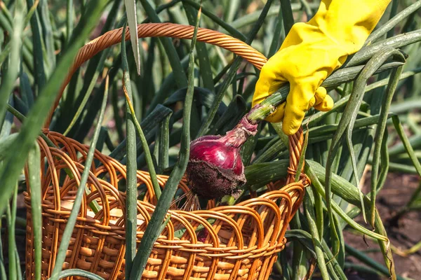 Kvinna Gul Handske Skörd Rödlök — Stockfoto