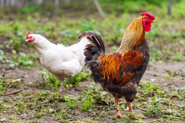 Köy tavuk ve horoz bahçe etrafında yürüyüş
