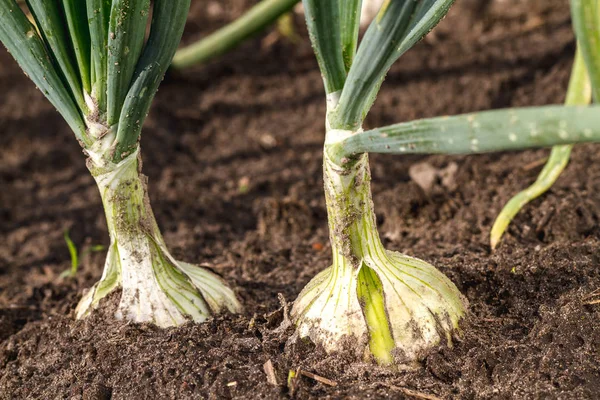 Weiße Zwiebel Boden Garten — Stockfoto