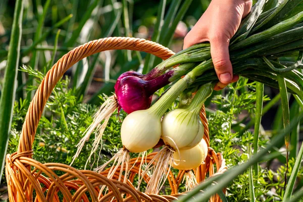 Frau Erntet Zwiebeln Weidenkorb Mit Zwiebeln — Stockfoto