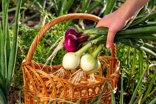 Frau Erntet Zwiebeln Weidenkorb Mit Zwiebeln — Stockfoto