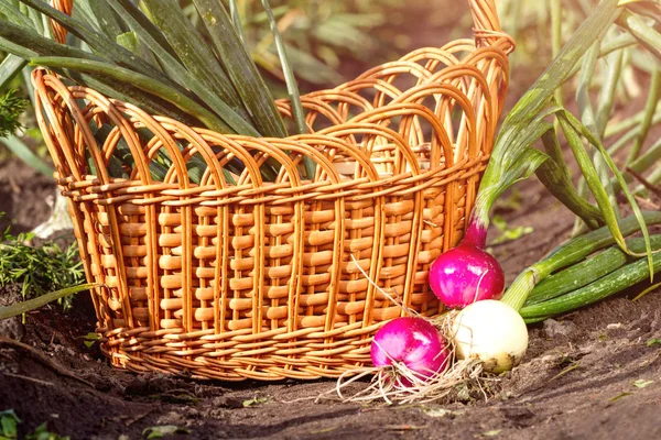 Rote Und Weiße Zwiebeln Der Nähe Korb Garten — Stockfoto