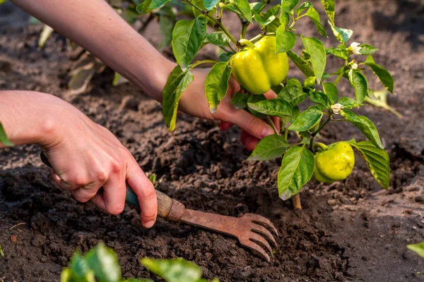 Frau Jätet Garten Grüne Paprika Mit Harke — Stockfoto