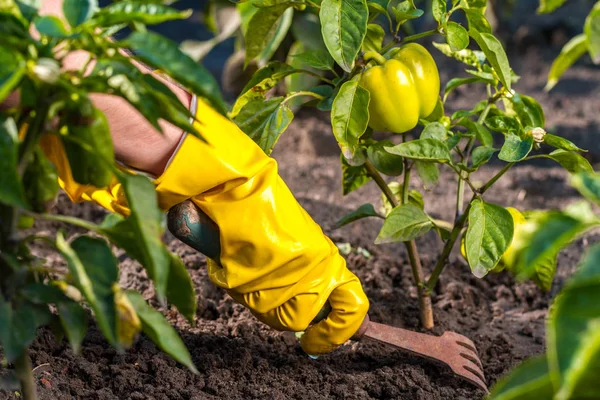 Gärtner Gelben Handschuhen Zieht Unkraut Aus Dem Boden Der Nähe — Stockfoto