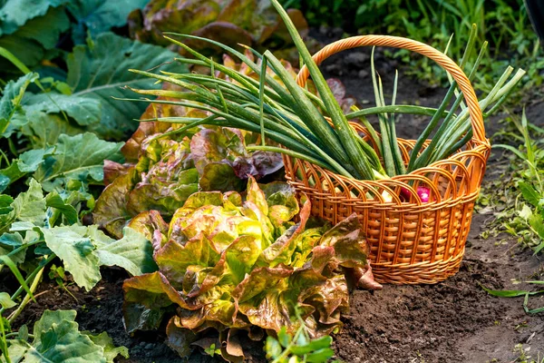 Basket Fresh Green Onion — Stock Photo, Image