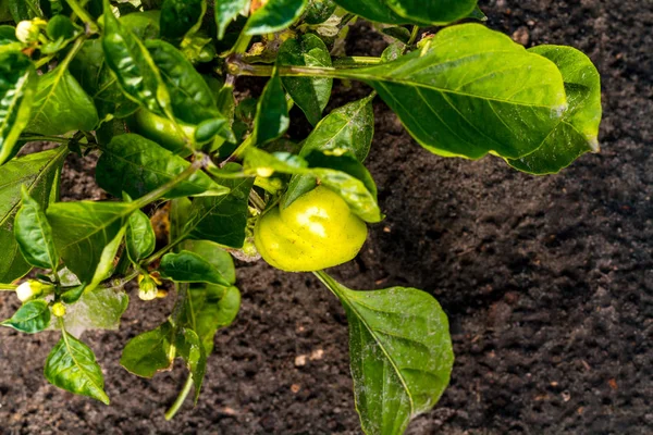 Reifer Grüner Paprika Hängt Ast — Stockfoto