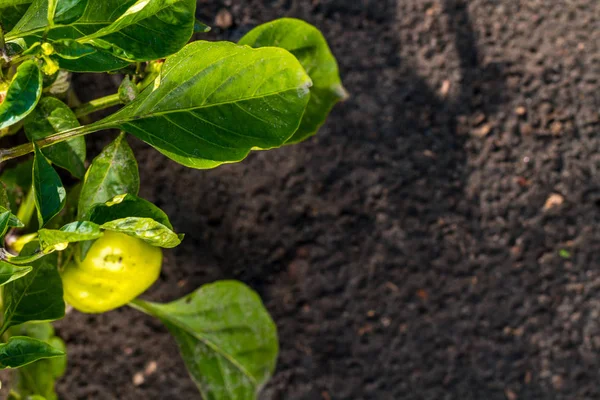 Reifer Grüner Paprika Hängt Ast — Stockfoto