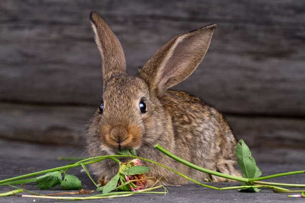 Lindo Conejo Comiendo Trébol Sobre Fondo Madera Oscura — Foto de Stock