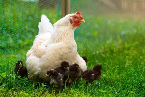 Pollo Blanco Gallina Con Pollos —  Fotos de Stock