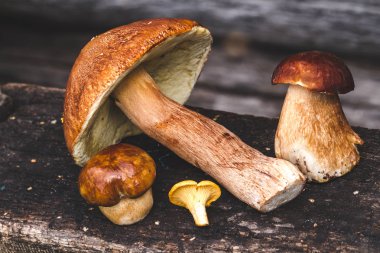 ahşap zemin üzerinde orman mantar. 