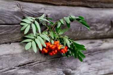 Ahşap duvar üzerinde kırmızı üvez Şubesi