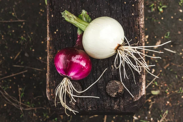 Red and white onions on wooden background.