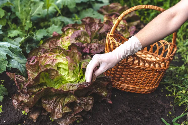 Tuinman Trekken Onkruid Uit Grond Tuin — Stockfoto