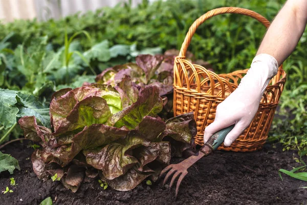 Gärtner Reißt Unkraut Aus Dem Boden Garten — Stockfoto