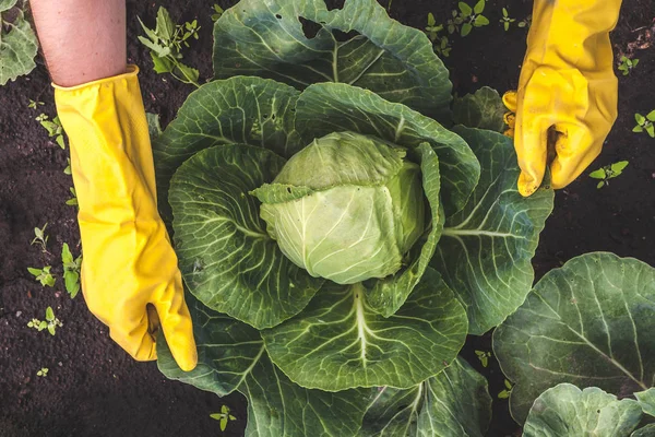Human Hands Yellow Gloves Harvesting Cabbage — Stock Photo, Image