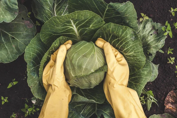 Human Hands Yellow Gloves Harvesting Cabbage — Stock Photo, Image