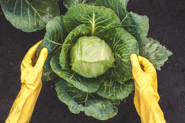 Human Hands Yellow Gloves Harvesting Cabbage — Stock Photo, Image