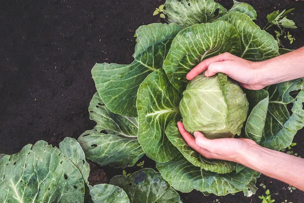 Female Hands Harvesting Cabbage — Stock Photo, Image