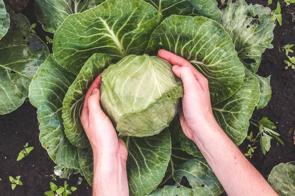 Female Hands Harvesting Cabbage — Stock Photo, Image