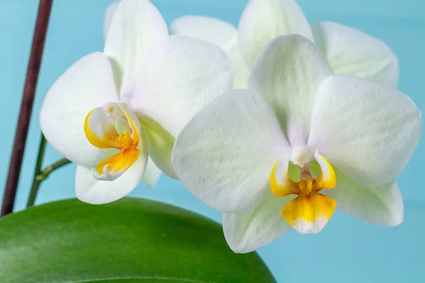 Petals White Orchid Close Houseplants Orchid — Stock Photo, Image