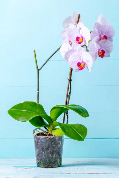 Orchid on a blue background . Indoor flowers.