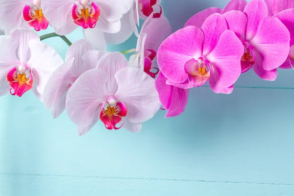 Rami Orchidee Sfondo Blu Piante Appartamento Fiori Del Orchid — Foto Stock