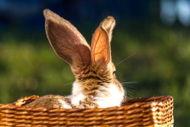 Gün batımında çimenlerin üzerinde bir sepet içinde yerli bir tavşan.