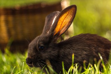 Siyah yeşil çimenlerin üzerinde günbatımında tavşan. Tavşan yetiştiriciliği