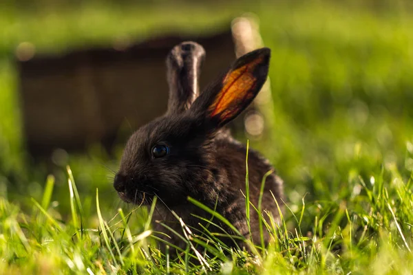 黒ウサギ夕暮れ時の緑の草の上 ウサギの繁殖 — ストック写真