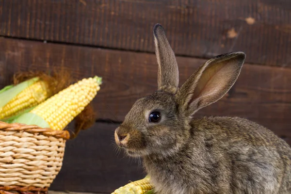 国内ウサギとトウモロコシの木製の背景 — ストック写真
