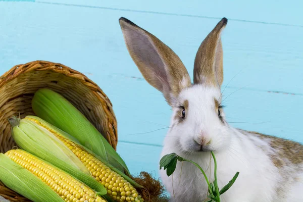 かわいい国内ウサギは クローバーとトウモロコシを食べる — ストック写真