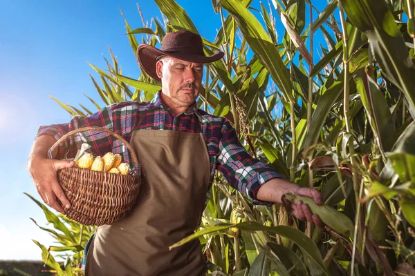 Ung Jordbrukare Förkläde Och Hatt Vid Solnedgången Skördar Mogen Majs — Stockfoto