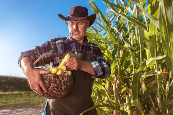 A young farmer in an apron and hat at sunset harvests a ripe corn crop. Agriculture